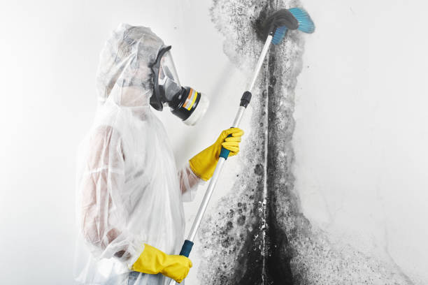 Best Biohazard Mold Removal  in Plain City, OH