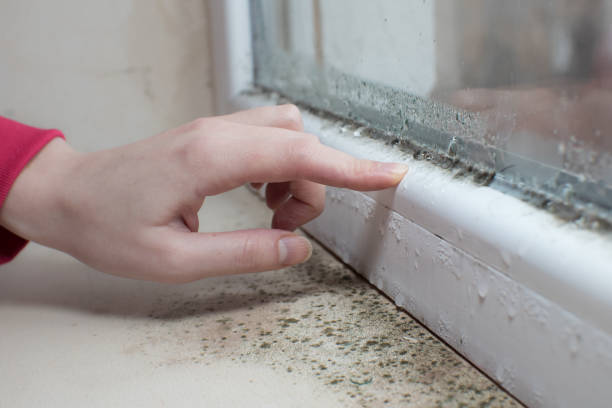  Plain City, OH Mold Removal Pros