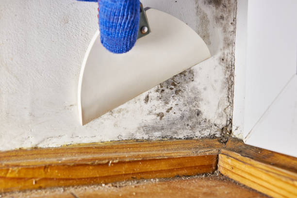 Best Mold Documentation for Insurance Claims  in Plain City, OH