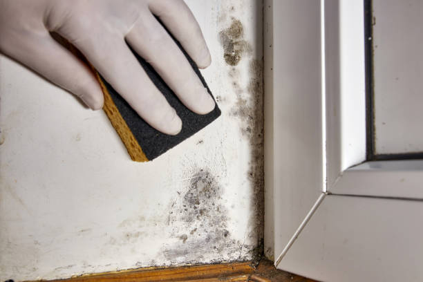 Best Basement Mold Removal  in Plain City, OH